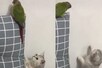 Video: तोते के शिकार की फिराक में थी कैट, मगर घूरता देख बन गई बहानेबाज़