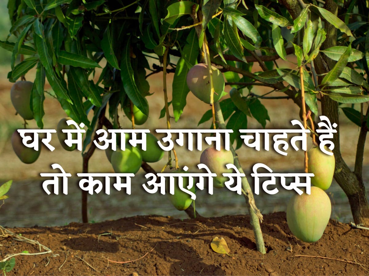 मानसून है आम के पेड़ लगाने का बेस्ट मौसम, ये टिप्स प्लांटिंग में करेंगे