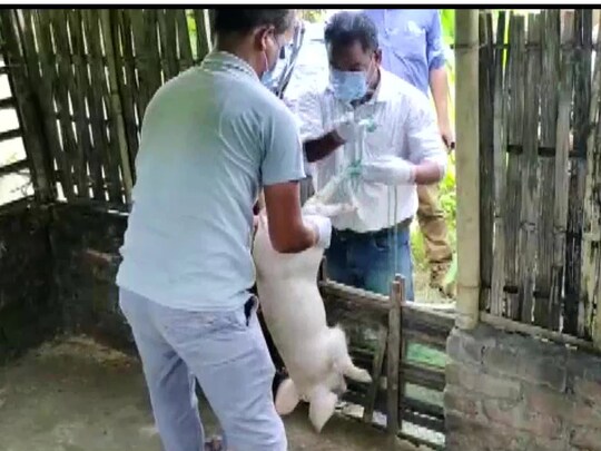 पंजाब में फैले अफ्रीकन स्‍वाइन फीवर को लेकर सरकार ने नई एडवाइजरी जारी की है. 