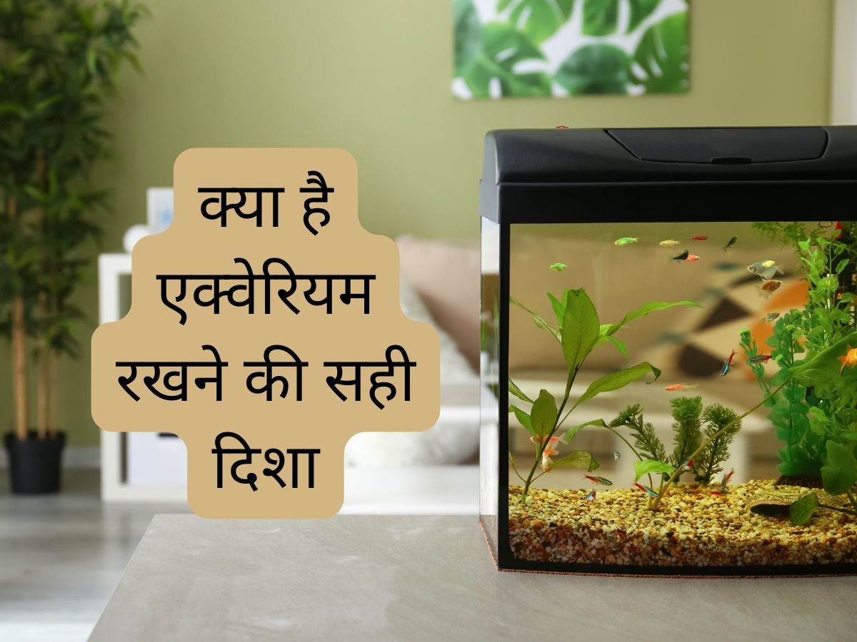Vastu Tips घर में रखना है एक्वेरियम तो जानें इसके लिए सही दिशा और नियम