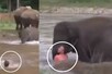 नदी में शख्स को डूबते देख दौड़ पड़ा हाथी का बच्चा, अनोखे तरीके से बचाई जान!