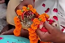 गोरखपुर में अनोखी शादी: बारिश के लिए मेंढक बना दूल्हा और मेंढकी बनी दुल्हन