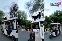 फिल्मी अंदाज में बैटरी रिक्शा की सवारी करता स्ट्रीट डॉग, देखें वायरल वीडियो