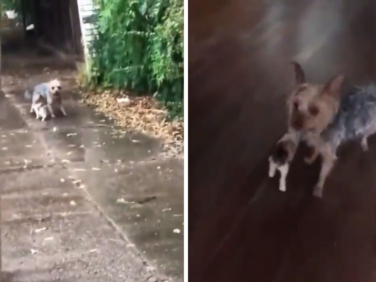 कुछ पल के लिए घर से बाहर गया था कुत्ता, लौटते वक्त साथ ले आया नन्हा