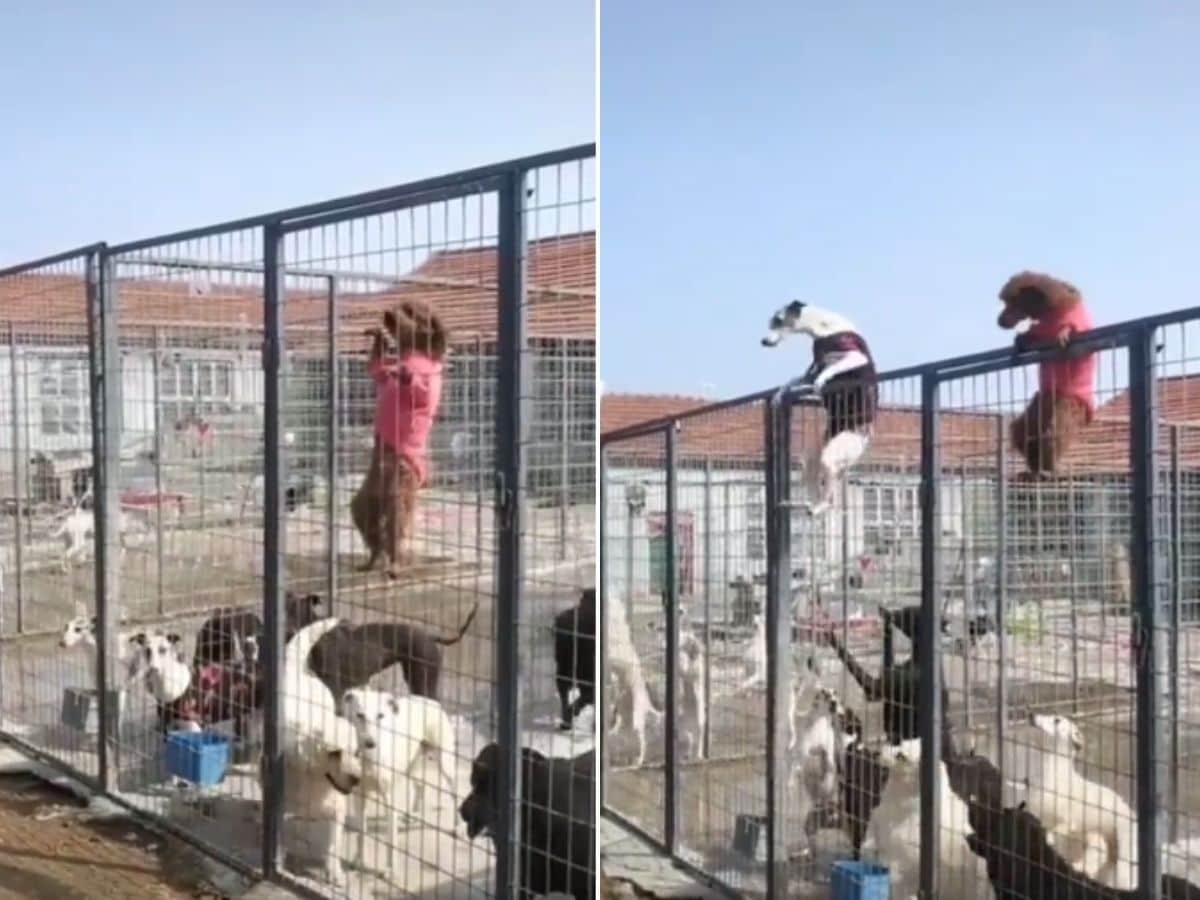 कुत्ते ने की 'जेल' तोड़कर भागने की कोशिश! देखते ही देखते दूसरे भी हो गए