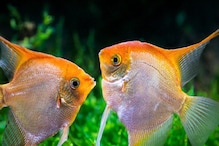 Study on Fish: गिनती कर सकती हैं मछलियां, समझती हैं बेसिक मैथ