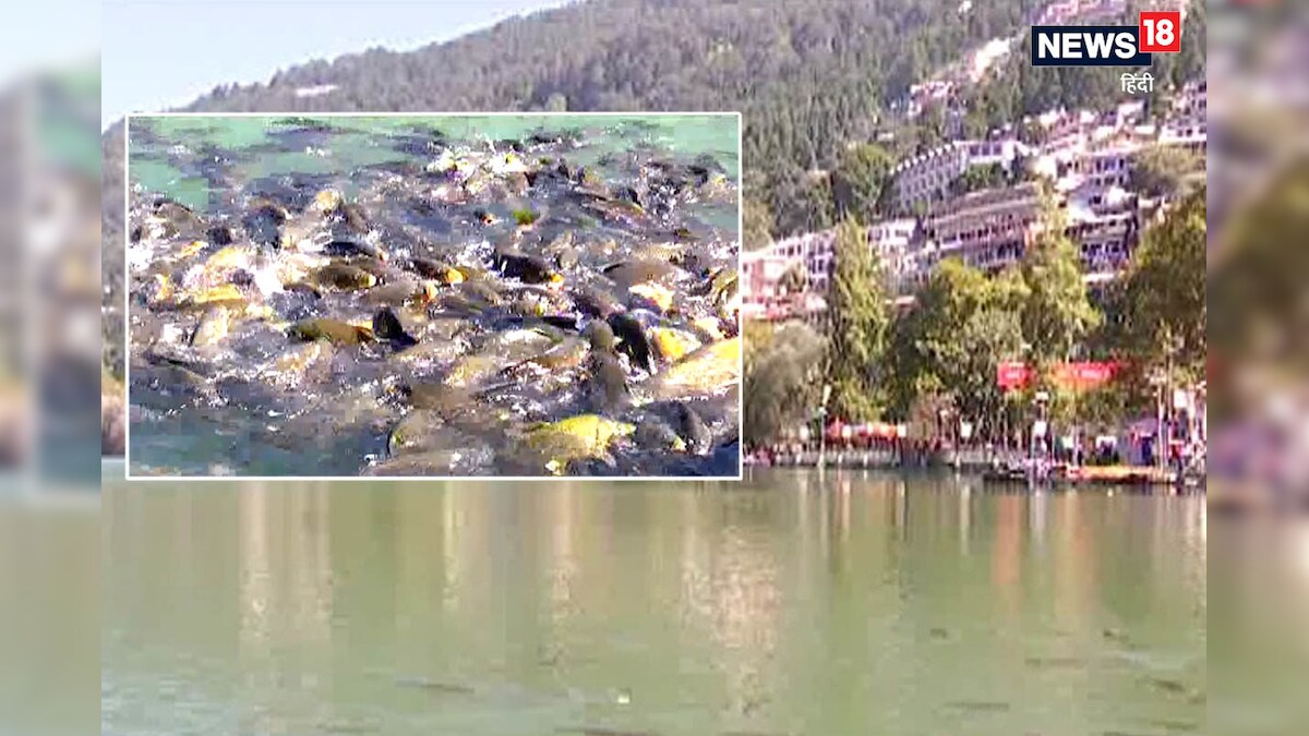 Nainital : झीलों को खोखला कर रही है विदेशी मछली! वैज्ञानिक शोध ने कैसे बजाई खतरे की घंटी