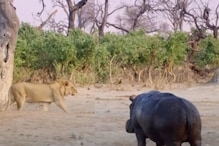VIDEO: एक तरफ हिप्पो तो दूसरी तरफ शेर का पूरा परिवार, कौन मारेगा बाजी?