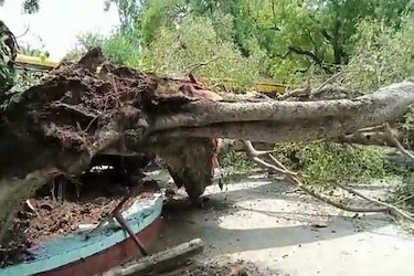  बता दें की शुक्रवार को सेक्टर 9 स्थित कार्मल कॉन्वेंट स्कूल में एक 250 साल पुराना पेड़ टूटकर गिर गया. इस पेड़ की चपेट में कई बच्चे आ गए. हादसे में हिराक्षी की पीजीआई में मौत हो गई. हिराक्षी के माता-पिता शादी की सालगिरह मनाने के लिए शिमला गए हुए थे.