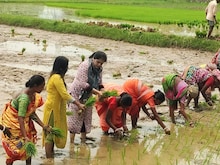 धान बुवाई का रकबा चालू खरीफ सत्र में अब तक 5.62 प्रतिशत घटा, क्या होगा असर?
