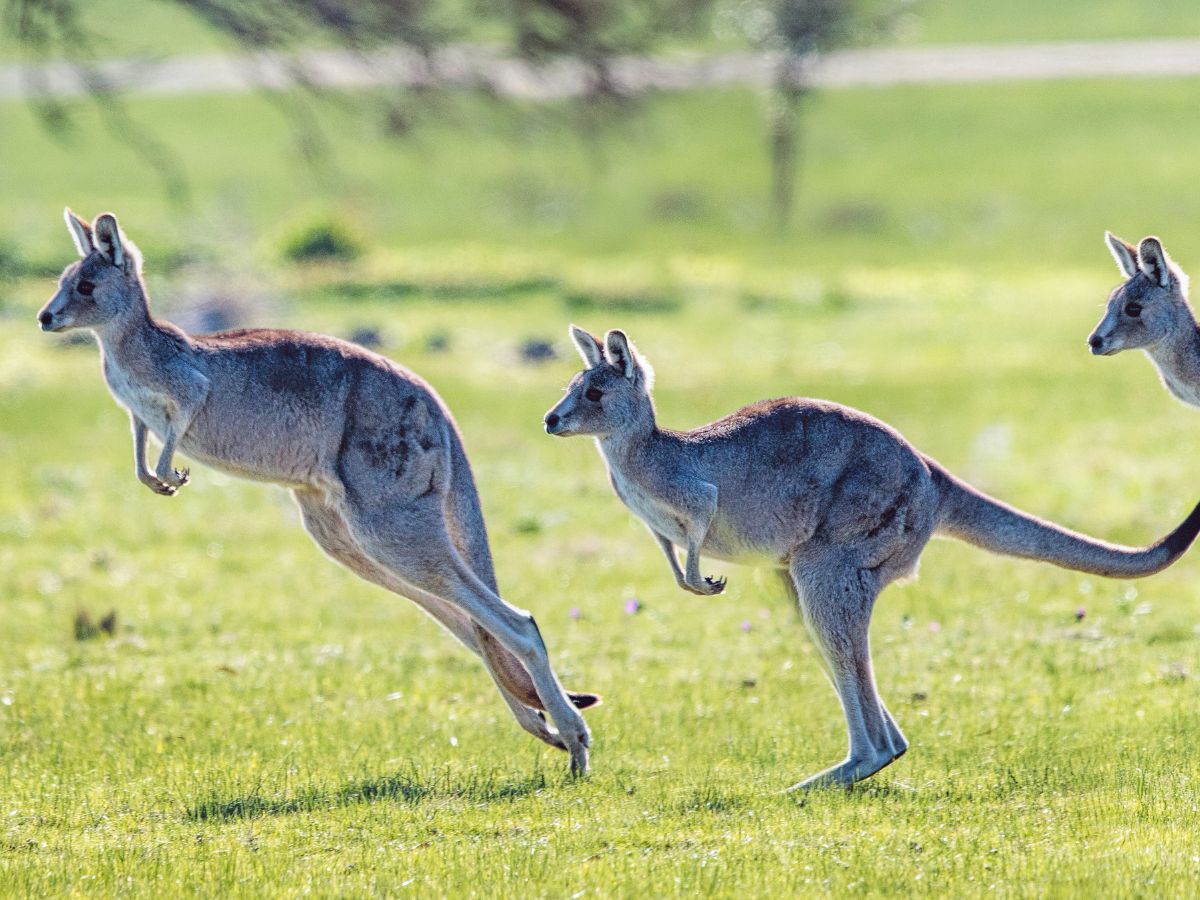उछलउछलकर आगे चलने वाले कंगारू पीछे क्यों नहीं चल पाते? नहीं जानते