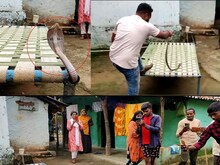 खाट पर लेटकर फोन पर बातें कर रहा था शख्स, अचानक दिखा सांंप का फन, और फिर...