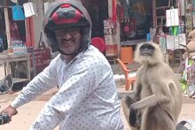 OMG News: लंगूर में इन्सानों से गुर, बाइक और ऑटो से लिफ्ट ले-लेकर पहुंचा अपने साथियों तक- See Video