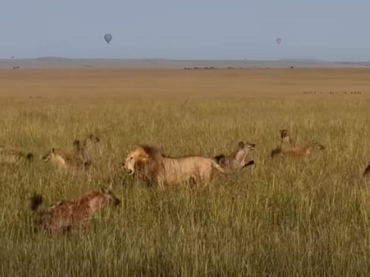 30 लकड़बग्घों से घिर गया 1 बब्बर शेर, अकेले दम पर सभी को सिखाया सबक