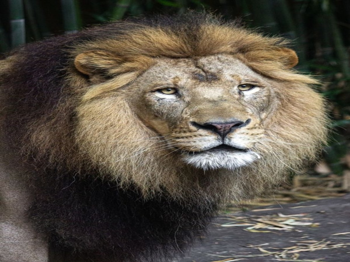lion kills lioness