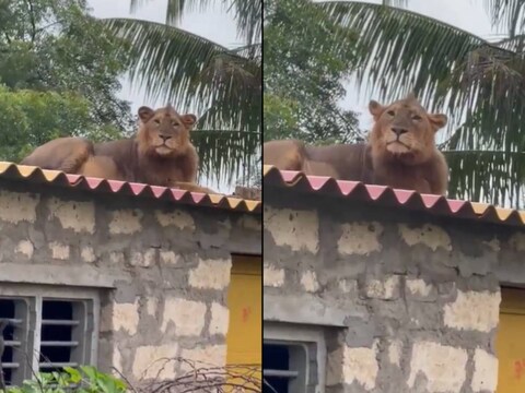 वीडियो में जंगल (Wildlife Video) का राजा शेर किसी घर की छत पर बैठा हुआ है. (Credit- Twitter)