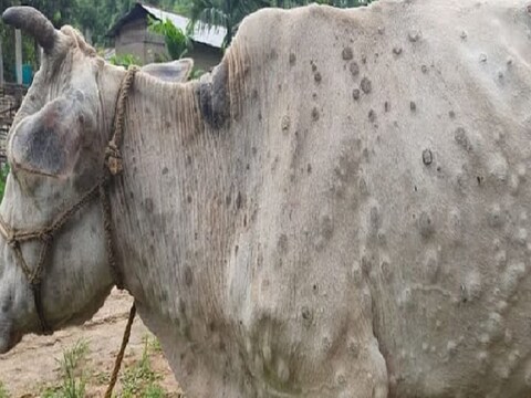 दुधारू पशुओं में सामने आ रही लम्‍पी स्किन की बीमारी, मंकीपॉक्‍स वायरस जैसे हैं लक्षण. 