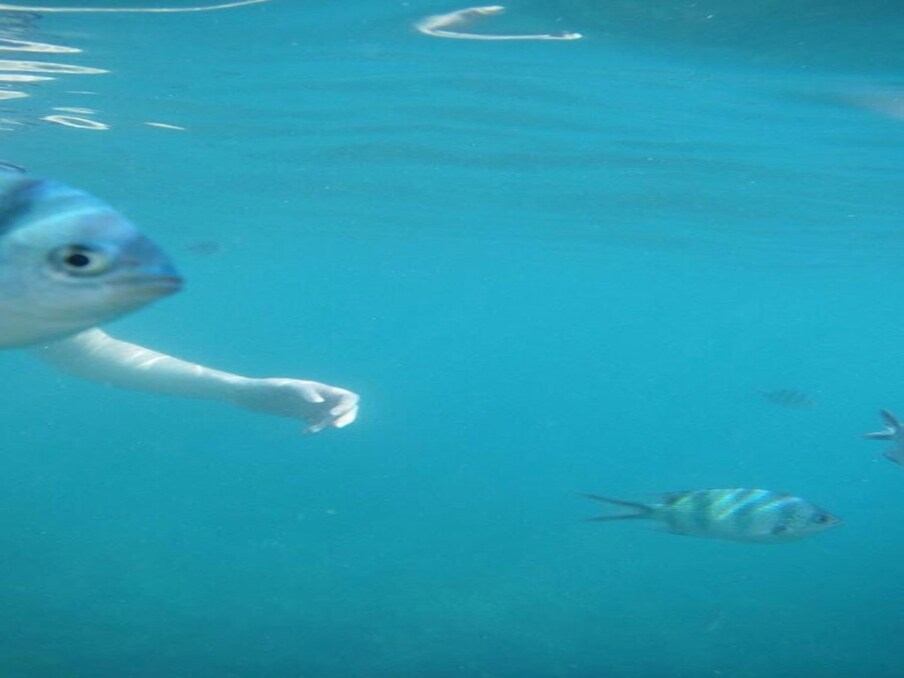  मछली के साथ तैरने के दौरान कैद हुई ऐसी यूनिक तस्वीर.