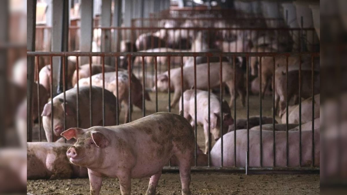 केरलः अफ्रीकन स्वाइन फीवर के चलते मारे गए थे सैकड़ों सुअर अब किसानों को मिलेगा मुआवजा