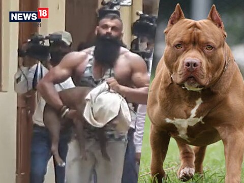 14 दिन की नैतिक हिरासत में है पिटबुल, 24 घंटे में काफी सामान्य था खूनी कुत्ते का व्यवहार
