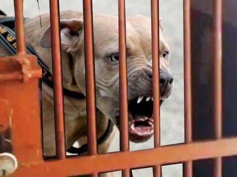 लखनऊ: मालकिन को नोच-नोचर मार डाला पिटबुल डॉग, खूनी कुत्ते को 14 की हिरासत में रखा गया 