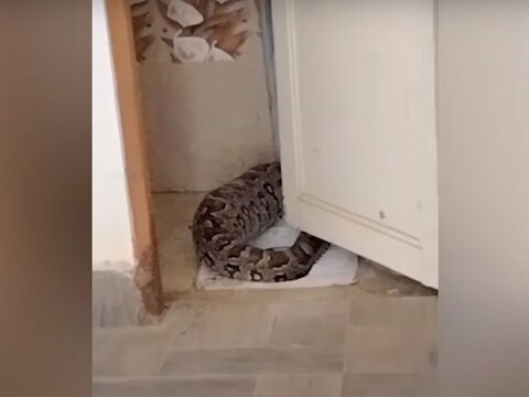 OMG Video : अजगर को पकड़कर जंगल में छोड़ दिया गया है. वो करीब 30 किलो वजनी था.