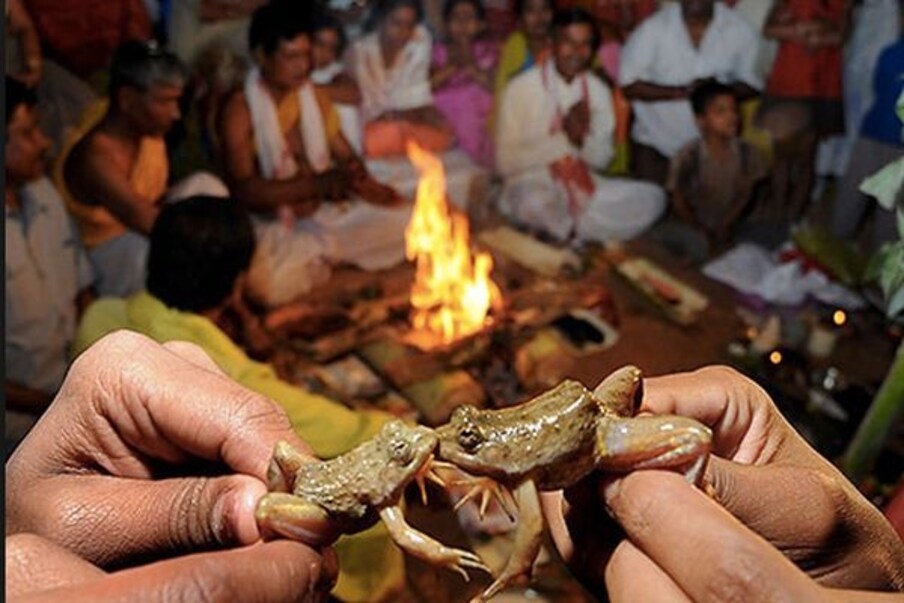  महाराष्ट्र में बारिश न होने या कम होने पर एक बड़ा ही अजीब सा उपाय निकाला जाता है. यहां वर्षा कराने के लिए इंद्र देवता को प्रसन्न करने हेतु मेंढकों की शादी करवा कर उन्हें तालाब में छोड़ दिया जाता है.