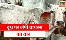 Lumpy Virus: दूध का उत्पादन घटने का डर, Rajasthan में Lumpy virus से दहशत