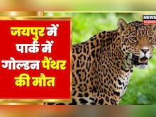 Jaipur में Golden Panther Shivaji की पार्क में मौत, जांच में जुटे अधिकारी | Latest Hindi News
