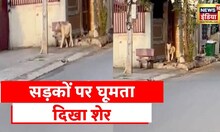 Gujarat के Gir Somnath के रिहायशी इलाक़े में दिखा शेर | Latest Hindi News