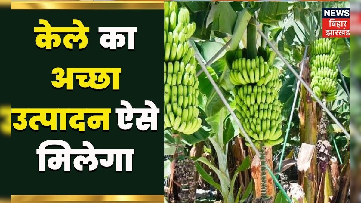 Banana Farming कैसे और कब करें केले की खेती कितनी होगी सालाना कमाई