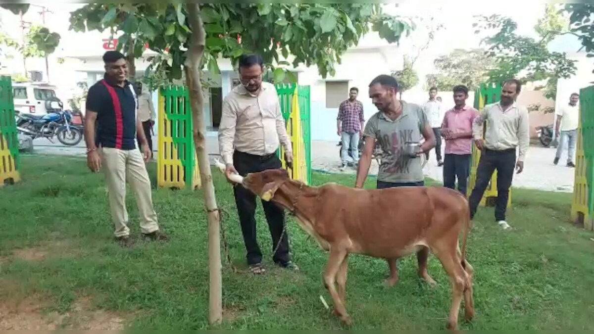 Jhansi News जानिए क्यों कान्हा उपवन में 'गौरी' का बच्चों की तरह रखा