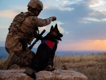 How Army dogs recruited: सेना में कैसे भर्ती होते हैं डॉग,जानें ट्रेनिंग डिटेल