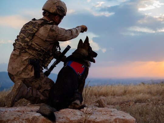 How Army dogs recruite: सेना में भर्ती किये जाने वाले डॉग्स की ट्रेनिंग काफी कठिन होती है. 