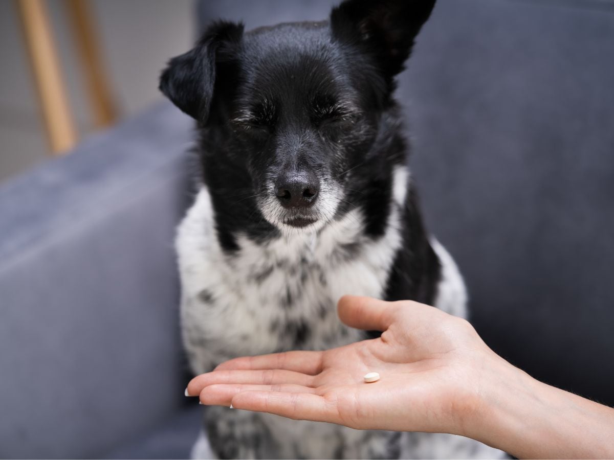 Veterinary Doctor पशु चिकित्सक बनने के लिए जानें योग्यता और सैलरी