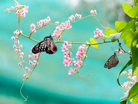 इस पार्क में आपको मनमोहक नजारे दिखेंगे. (Image-Canva)