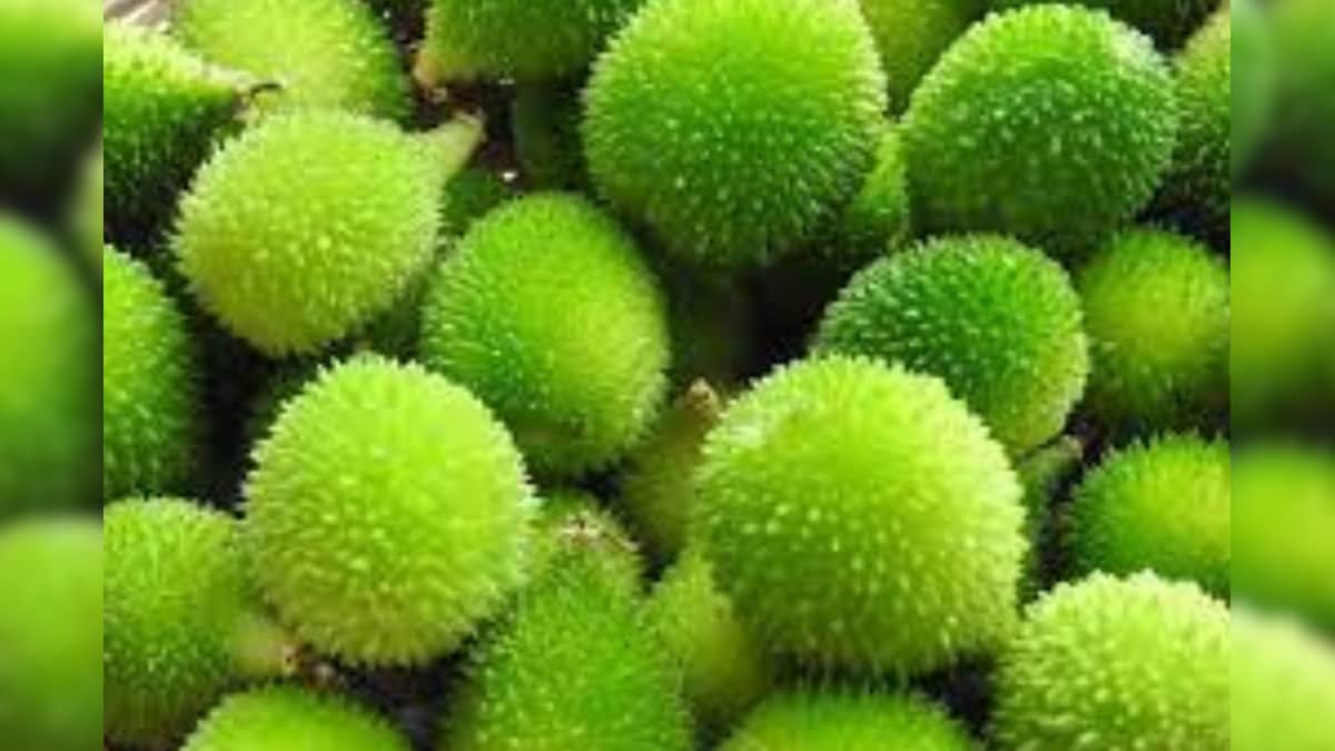 कंटोला की सब्जी है सेहत के लिए बेहद लाभदायक, जानिए इसके अन्य फायदे - kantola can give many health benefits including weight loss in hindi - News18 हिंदी
