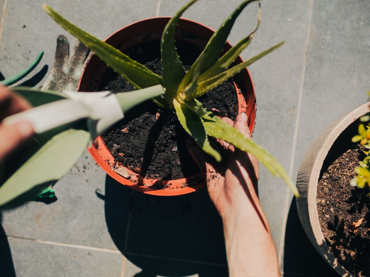 घर में लगाया है एलोवेरा तो जानिए रोज इस पौधे को कितने पानी की है जरूरत