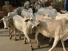 ''लंपी बीमारी पर सीएम शिवराज के दिल की बात : गाय को मां मानते हैं उसे बचाना है