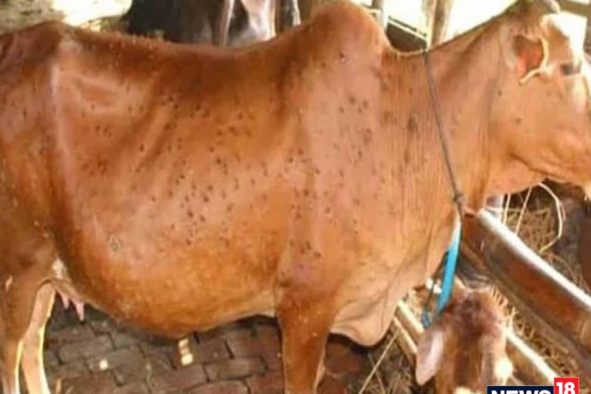 लंपी त्‍वचा रोग से संक्रमित गाय को दें ये देसी उपचार, मिलेगी राहत, पशु  विशेषज्ञों ने दी सलाह - lumpy skin disease here is the traditional  treatment for lsdv infected cows by