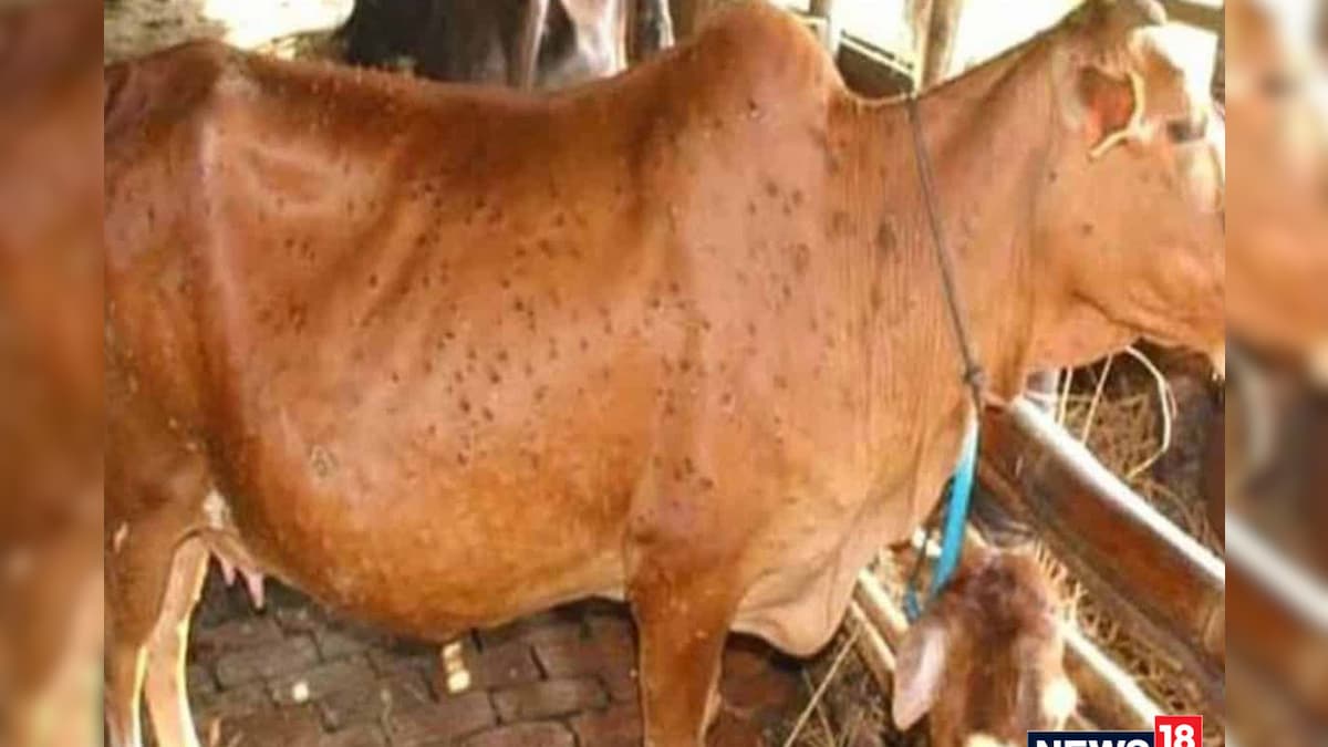 लंपी त्‍वचा रोग से संक्रमित गाय को दें ये देसी उपचार मिलेगी राहत पशु विशेषज्ञों ने दी सलाह