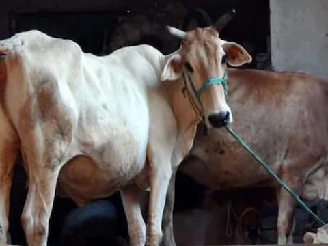 लम्पी बीमारी तेजी से मवेशियों में फैल रही है. (सांकेतिक तस्वीर) 