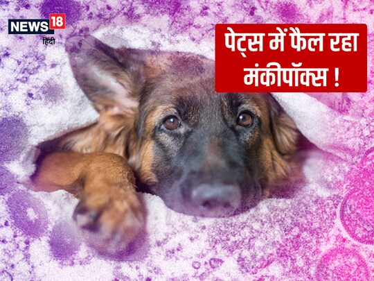 संक्रमित लोगों से मंकीपॉक्स पेट्स मे फैल सकता है.