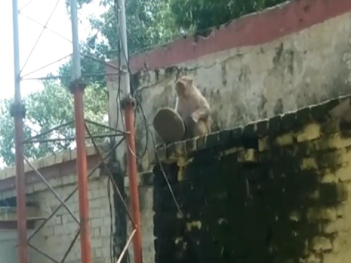 हरदोई में बंदरों का बढ़ा आतंक, अब दरोगा की टोपी लेकर भाग गया बंदर ...