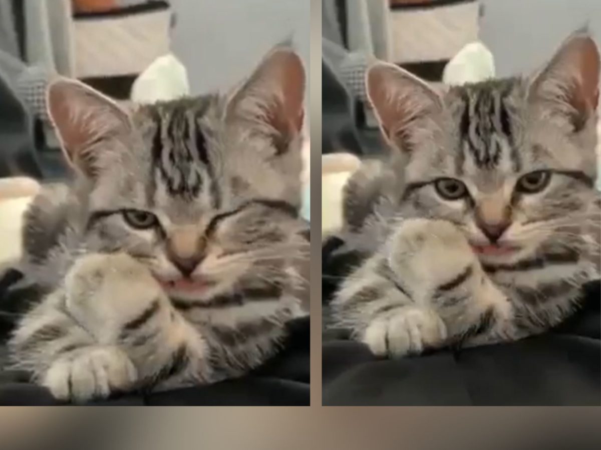 सौ.ट्विटर/@twitkocheng- आंख मारती बिल्ली का वीडियो वायरल, दो सेकंड में लाखों लोगों को बनाया दीवाना

