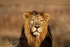क्या आप जानते हैं कि शेर क्यों होता है जंगल का राजा? लोगों ने दिए गजब-गजब तर्क