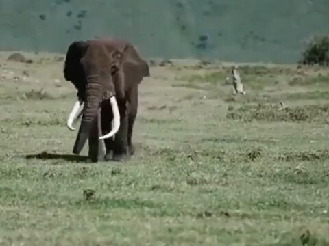 सौ.ट्विटर/@susantananda3- देखिए हाथी की कैटवॉक, सेलिब्रिटी की तरह लहराते हुए आया नज़र 
