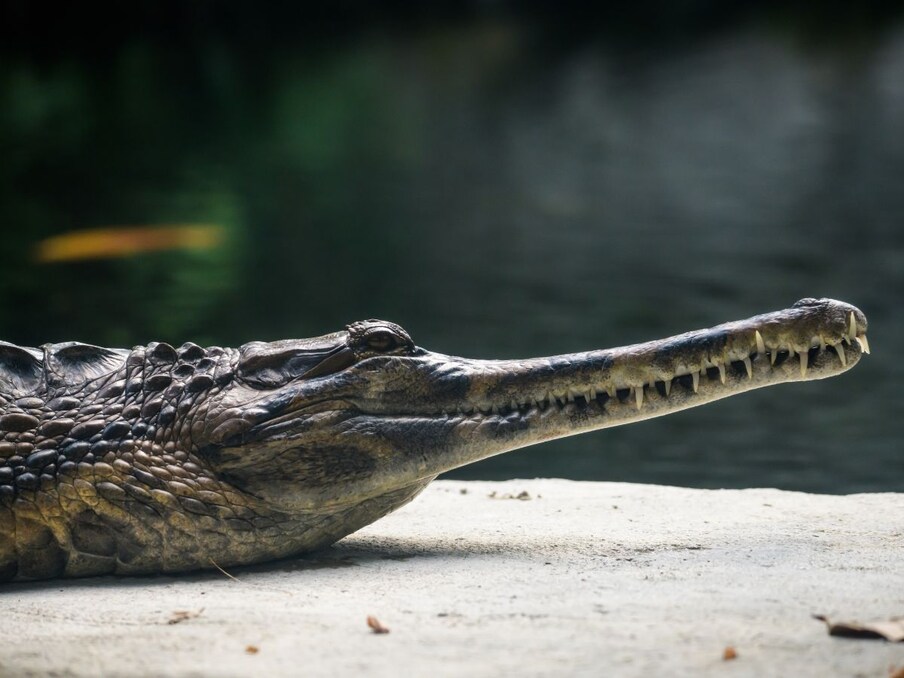   मगरमच्छ की ही प्रजाति का एक जीव घड़ियाल (Gharial) भी लोगों को बेहद खतरनाक लगता है. मगर सच ये है कि ये जीव इंसानों को नुकासन नहीं पहुंचा सकते. इसका कारण ये है कि इनका मुंह काफी लंबा और कमजोर होता है. अगर ये इंसानों पर हमला भी करते हैं तो इंसान द्वारा की जाने वाली बचने की कोशिश में इनका जबड़ा भी टूट सकता है. ये सिर्फ छोटी मछलियां खाते हैं और इंसानों से काफी डरते हैं.