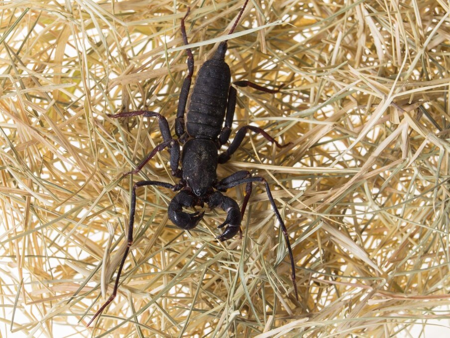   व्हिप स्कॉर्पियन्स नाम से बिच्छू (Whip Scorpions) होते हैं मगर उनसे बिल्कुल अलग होते हैं, हालांकि, इन्हें देखकर डर वैसा ही लगता है जैसा जहरीले बिच्छुओं को देखकर लगता है. ये बिच्छू बेहद शर्मीले होते हैं और इनमें जहर नहीं होता. ये इंसान को तभी काटेंगे जब इन्हें बहुत ज्यादा परेशान किया जाए. उसके बावजूद भी इनके अंदर से जहर नहीं निकलता. हालांकि, इनके अंदर से बदबूदार पदार्थ निकलता है जिससे आपको नाक बंद करना पड़ सकता है.