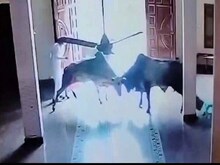 गोहानाः गुरुद्वारे में जा घुसे दो सांड, जमकर हुई भिड़ंत, देखें Viral Video
